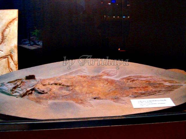 Museum69.JPG